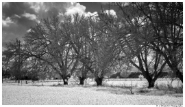 ir-DSC_1520
