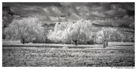 ir-DSC_1536-2-cep4-wm